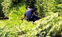 Βρήκαν την καβάντζα, δεν βρήκαν τους... καλλιεργητές !