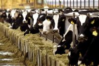  Γερμανία: Περδόμενες αγελάδες προκάλεσαν έκρηξη σε εκτροφείο!