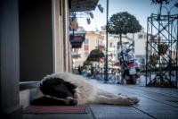Τα μάτια των αδέσποτων στο Μουσείο Τσιτσάνη  