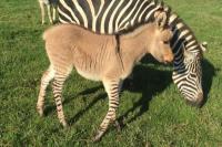  Το σπάνιο... Zonkey. Tο μωρό μιας ζέβρας και ενός γαϊδάρου...