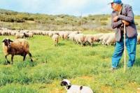 Xιλιάδες κτηνοτρόφοι στενάζουν από το αυξημένο κόστος παραγωγής...