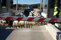 Μόνα τους … ήρθαν τα πρόβατα από τη Ρουμανία στα Τρίκαλα !