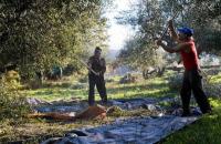 Ανακοίνωση - ενημέρωση για τους ελαιοπαραγωγούς των Τρικάλων