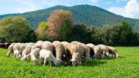 Έντονη ανησυχία των συλλόγων Ολύμπου και Σαρανταπόρου  &  Αγροτοκτηνοτροφικών συλλόγων επαρχίας Ελασσόνας 