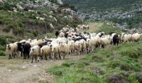 Άμεσες αποζημιώσεις από το κράτος στους κτηνοτρόφους  που έθαψαν τα κοπάδια τους λόγω ευλογιάς, ζητάει ο Μιχάλης Σαράντης