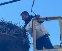 Επιστροφή όπως κάθε χρόνο στις φωλιές τους οι πελαργοί στα χωριά του κάμπου Δήμου Μετεώρων !