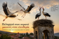 Οι Πελαργοί του Καμπαναριού και τα Μαθήματα Ελευθερίας